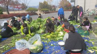 손정아님의 배추 · 수확 작성글 사진