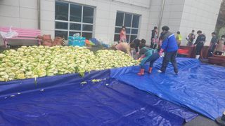 손정아님의 배추 · 수확 작성글 사진