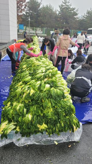 손정아님의 배추 · 수확 작성글 사진