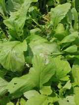 팜모닝 배추·병해충상담 게시글 이미지