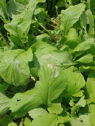 김승기님의 배추 · 병해충상담 작성글 사진