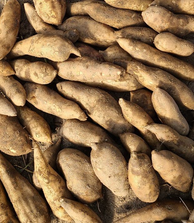 장터 상품 [야콘 ] 썸네일