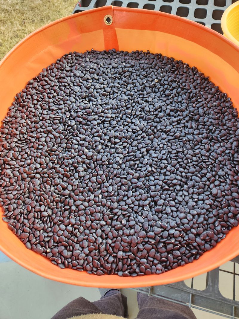 HYUN님의 장터 판매 상품 [서리태(엿날, 납작 또는 귀족서리태 라고도 불려짐)] 첨부 사진