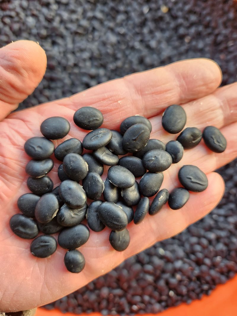 HYUN님의 장터 판매 상품 [서리태(엿날, 납작 또는 귀족서리태 라고도 불려짐)] 첨부 사진