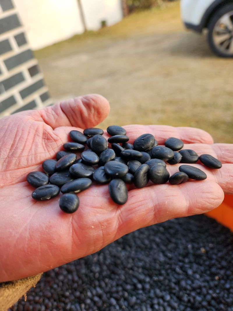 HYUN님의 장터 판매 상품 [서리태(엿날, 납작 또는 귀족서리태 라고도 불려짐)] 첨부 사진