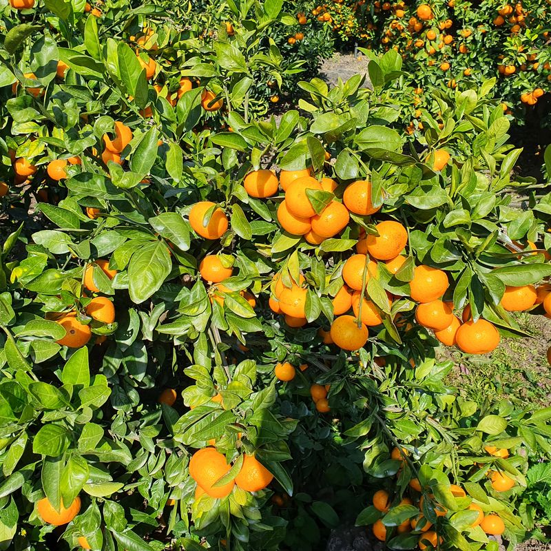 제주 노지 극조생.님의 장터 판매 상품 [노지 극조생 왕빵 10키로 17,000 원] 첨부 사진