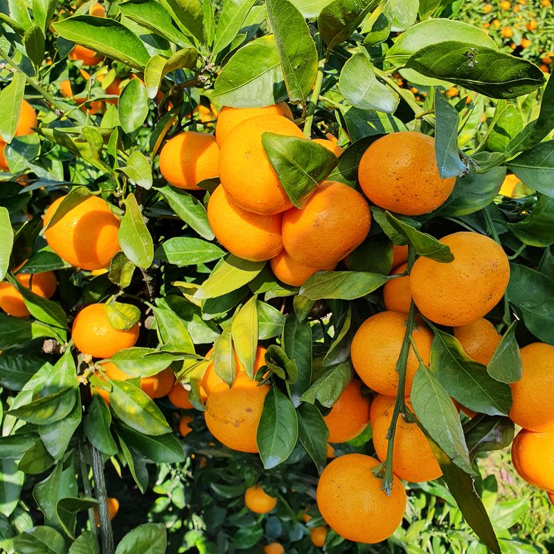 제주 노지 극조생.님의 장터 판매 상품 [노지 극조생 왕빵 10키로 17,000 원] 첨부 사진