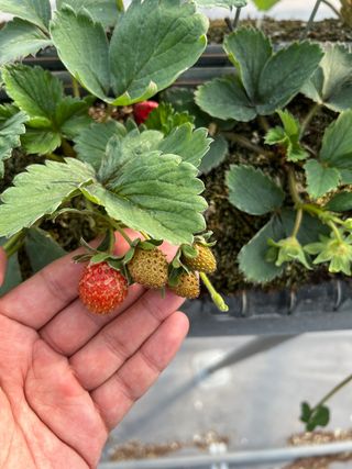 yoochang님의 딸기 · 병해충상담 작성글 사진