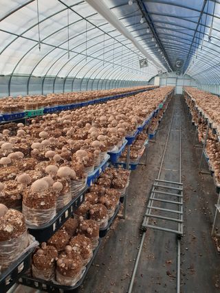 마늘19357님의 버섯 · 일상 작성글 사진