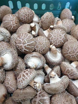 마늘19357님의 버섯 · 일상 작성글 사진