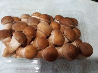 마늘19357님의 버섯 · 일상 작성글 사진