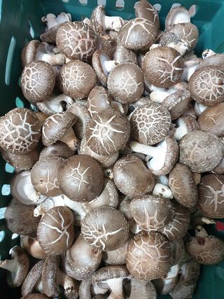 마늘19357님의 버섯 · 일상 작성글 사진