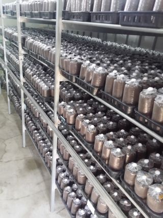 마늘19357님의 버섯 · 일상 작성글 사진