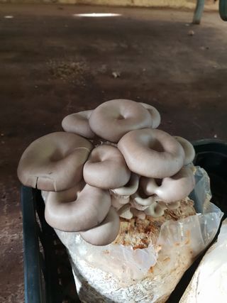 마늘19357님의 버섯 · 일상 작성글 사진