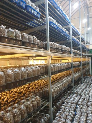 마늘19357님의 버섯 · 일상 작성글 사진