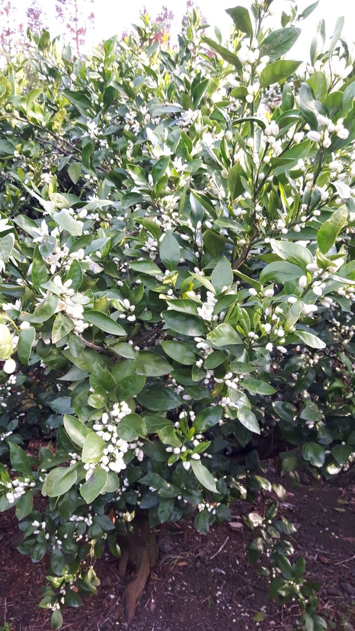 옥이네 농장님의 장터 판매 상품 [감귤 ] 첨부 사진