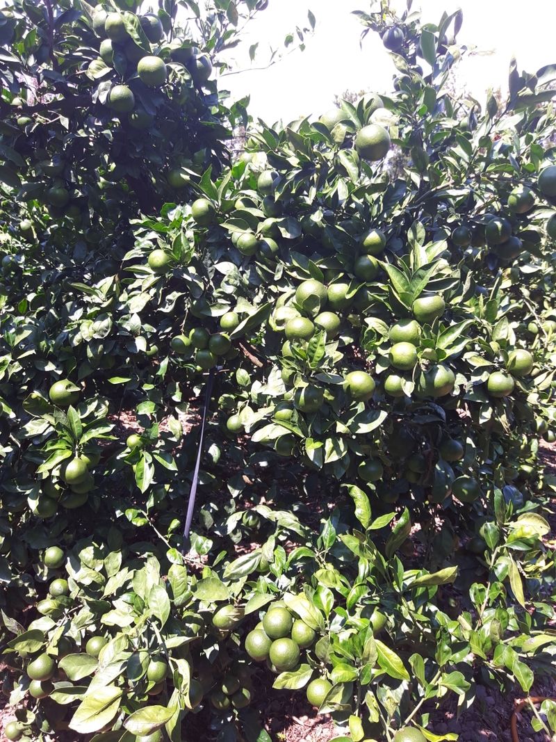 장터 상품 [감귤 ] 썸네일