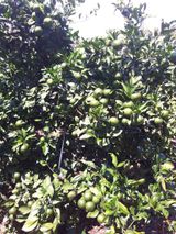 팜모닝 · 게시글 이미지