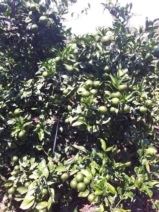 옥이네 농장님의 작성글 사진