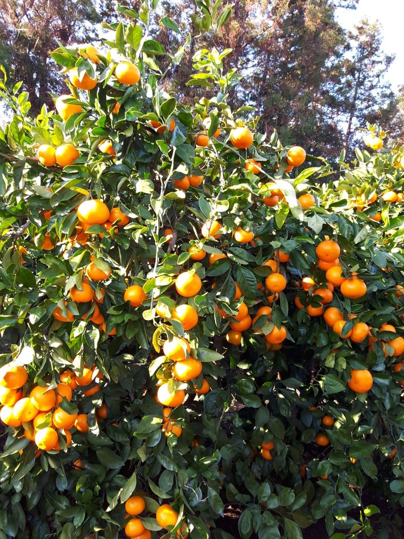 옥이네 농장님의 장터 판매 상품 [감귤 ] 첨부 사진