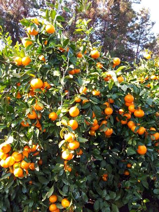 옥이네 농장님의 작성글 사진