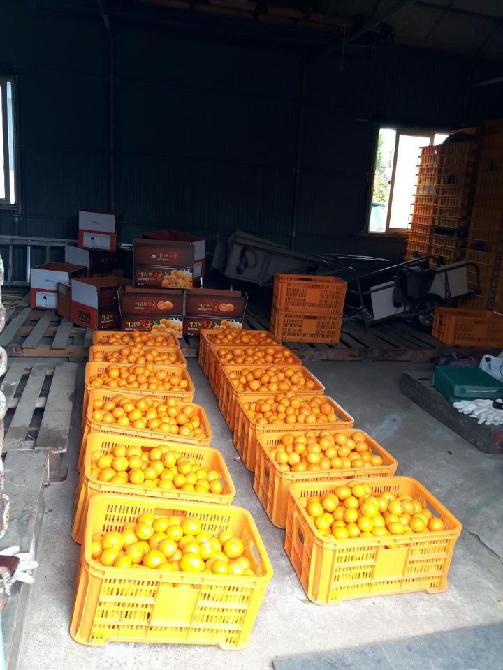 옥이네 농장님의 장터 판매 상품 [감귤 ] 첨부 사진