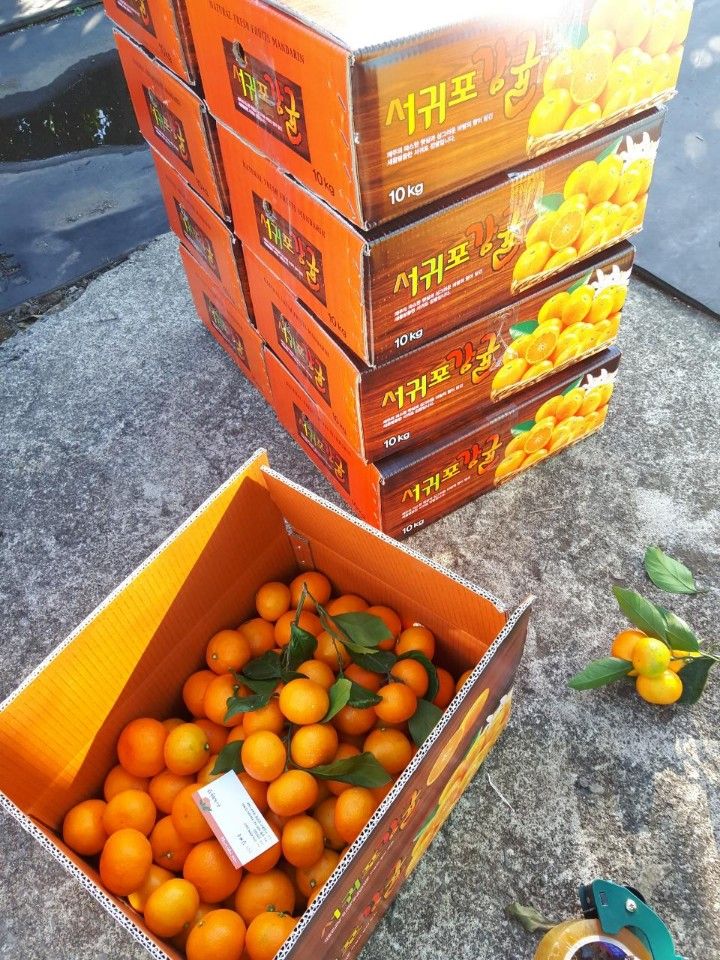 옥이네 농장님의 장터 판매 상품 [감귤 ] 첨부 사진