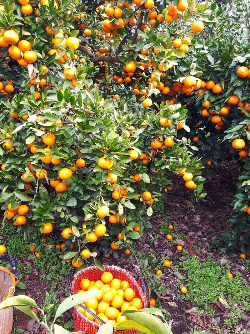 옥이네 농장님의 장터 판매 상품 [감귤 ] 첨부 사진