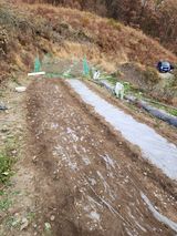 팜모닝 마늘·파종작업 게시글 이미지