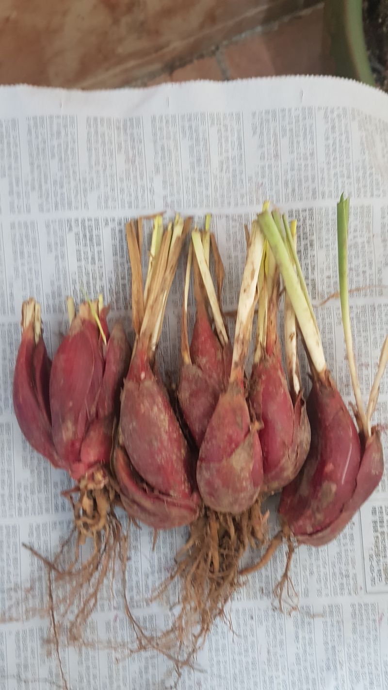 장터 상품 [마운틴양파 1키로에20000] 썸네일