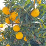 팜모닝 기타작물·자유게시판 게시글 이미지