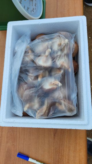 모실표고님의 버섯 · 수확 작성글 사진