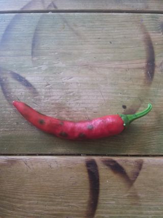 문현자 님의 고추 · 병해충상담 작성글 사진