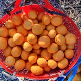 팜모닝 · 게시글 이미지