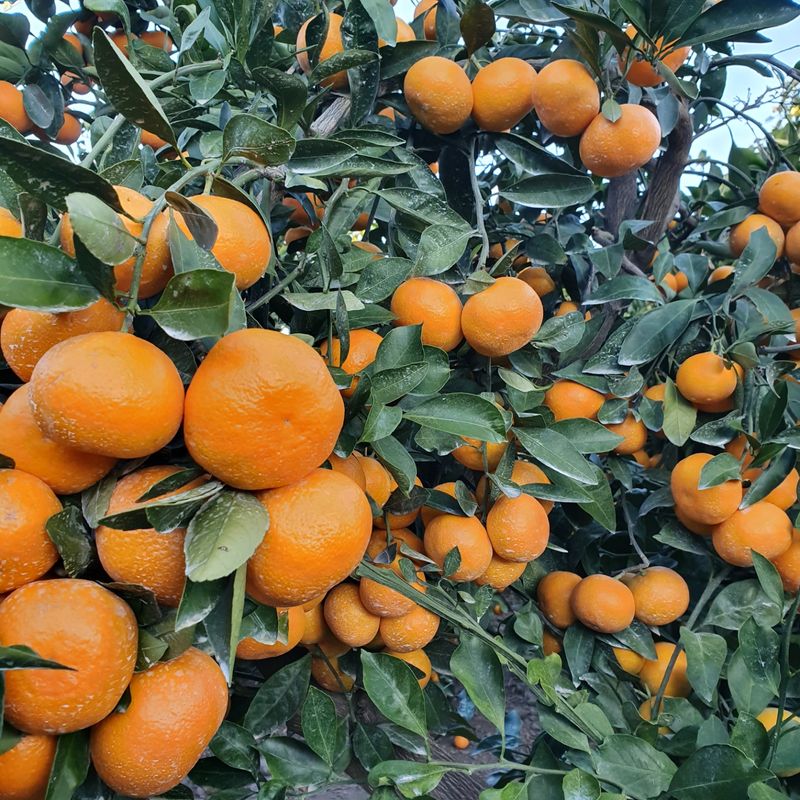 수산자매농장님의 장터 판매 상품 [노지 조생귤 한 박스(10kg)에 18,000원] 첨부 사진