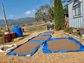 밝은숲님의 들깨 · 자유게시판 작성글 사진