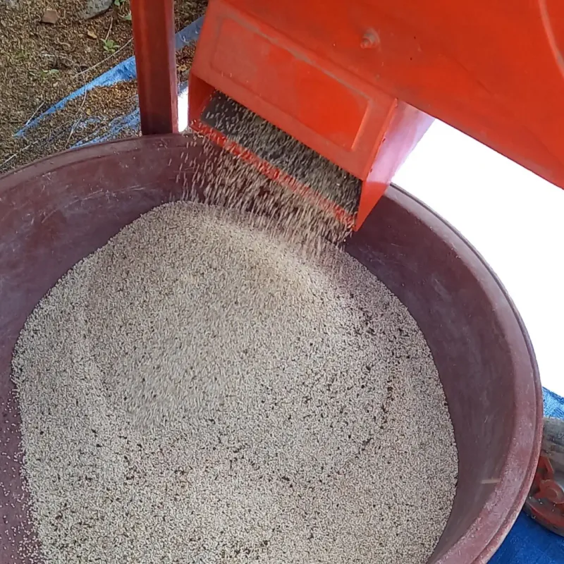 장만월님의 장터 판매 상품 [참깨(판매완료) 30000] 첨부 사진