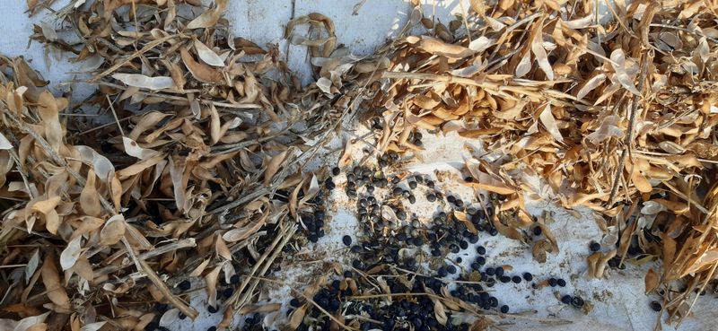 장터 상품 [서리태 콩 1킬로 1만천원] 썸네일