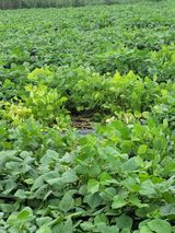 팜모닝 기타작물·병해충상담 게시글 이미지