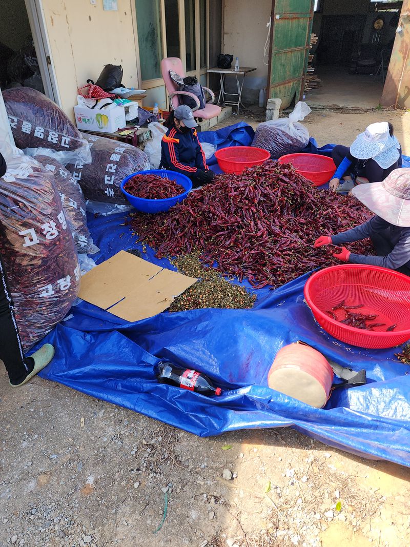김윤수님의 장터 판매 상품 [2022년 햇고추가루 1근(600g)  13000원] 첨부 사진