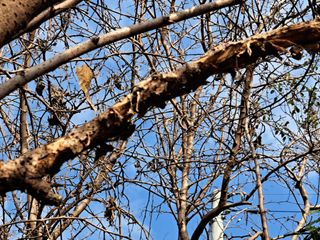 권오식님의 기타작물 · 병해충상담 작성글 사진