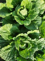 팜모닝 배추·결구기 농작업 게시글 이미지