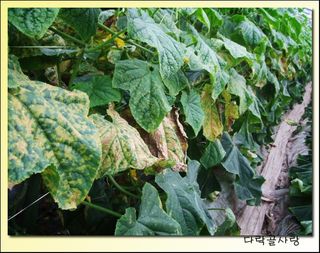 알 수 없음님의 기타작물 · 병해충상담 작성글 사진