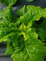 팜모닝 상추·병해충상담 게시글 이미지