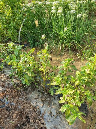 바질님의 기타작물 · 병해충상담 작성글 사진