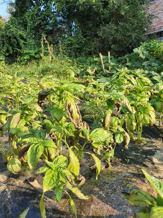 바질님의 기타작물 · 병해충상담 작성글 사진