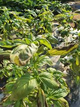 팜모닝 기타작물·병해충상담 게시글 이미지