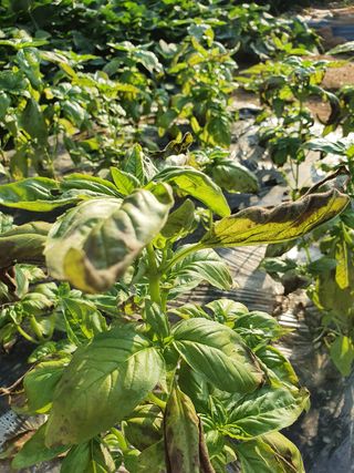 바질님의 기타작물 · 병해충상담 작성글 사진