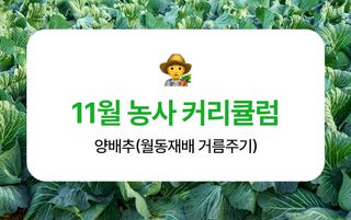 양배추 농사도우미님의 양배추 · 농사길잡이 작성글 사진