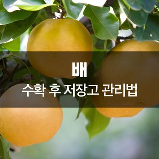 배 농사도우미님의 배 · 저장•가공 작성글 사진
